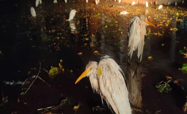 Hail became 'deadly bullet' for herons, more than 30 died, many injured and fell on the ground more than 30 died, many injured and fell on the ground more than 30 died, many injured and fell on the ground more than 30 died, many injured and fell on the ground, weather news, weather alert in CG