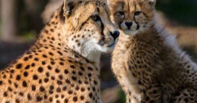 Namibian-African cheetahs will now be called by Indian names; 'Owan' becomes 'Pawan', 'Siya' will be called 'Jwala', kuno national park news