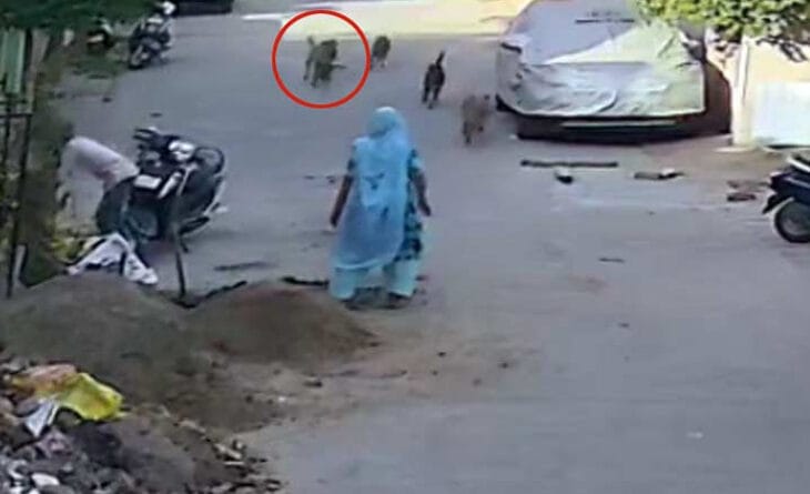 Dogs attacked 3-month-old innocent in ahmadabad , pulled him from the swing and broke down; admitted to hospital, crime, dog attacked