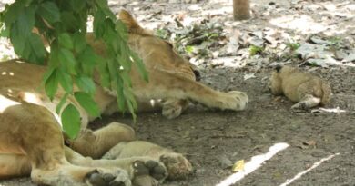 lioness Sundari gave birth to 3 cubs in indore, The sound of cubs echoed in Indore Zoo