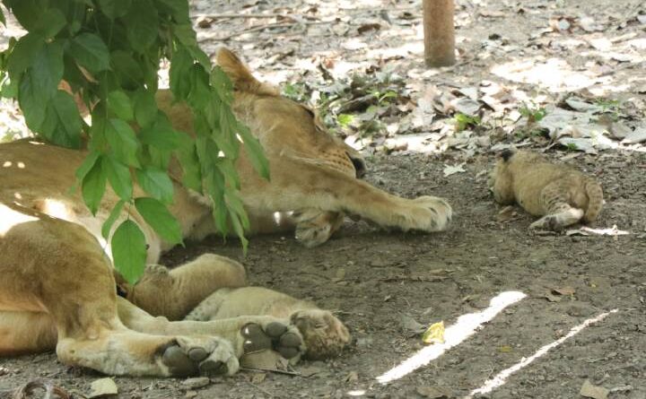 lioness Sundari gave birth to 3 cubs in indore, The sound of cubs echoed in Indore Zoo