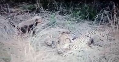 Cheetah Jwala's cub died in Kuno, four cheetahs died in two months, wild life news, kuna national park, jwala cheetah, j s chouhan