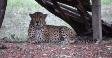 कूनो में एक और चीते दक्षा की मौत, मेटिंग के दौरान मेल चीते ने पंजा मारकर घायल किया था 3 Another cheetah Daksha died in Kuno, he was injured by clawing during mating, kuno news, cheetah news, wild life news, daksha cheetah dead with kidney infection