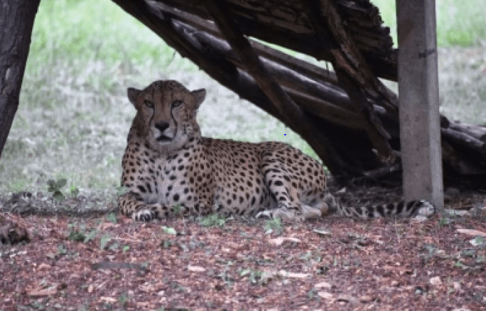 Another cheetah Daksha died in Kuno, he was injured by clawing during mating, kuno news, cheetah news, wild life news, daksha cheetah dead with kidney infection