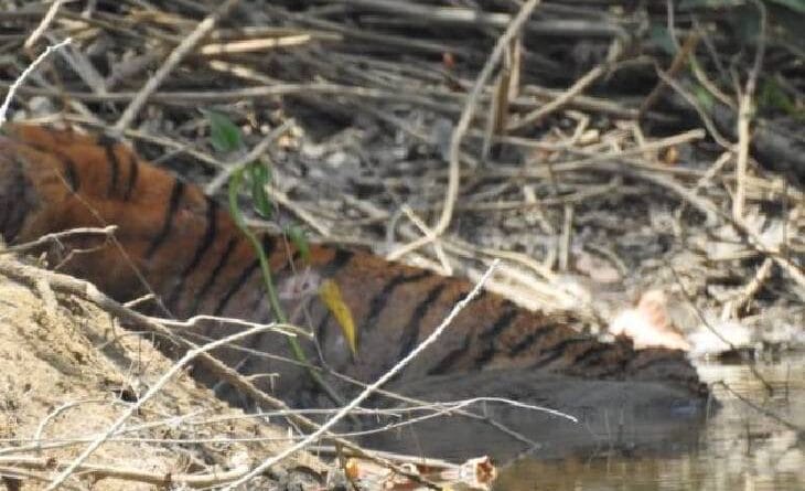 Tiger found injured near Kanha Tiger Reserve in balaghat dies, wounds on many places on the body, wild life news, tiger dead, kanha tiger reserve news