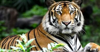 इंदाैर डीएफओ बोले- आदमखोर टाइगर को पकड़ने की जरूरत नहीं, बारिश होगी तो जानवर जंगल में लौटने लगेंगे 2 Indore DFO said - there is no need to catch the man-eating tiger, if it rains, the animals will start going back to the jungle, indore news, wild life, tiger news, forest news