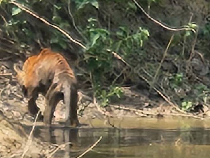 कान्हा टाइगर रिजर्व के पास घायल मिले टाइगर की मौत, शरीर पर कई जगह घाव 1 Tiger found injured near Kanha Tiger Reserve in balaghat dies, wounds on many places on the body, wild life news, tiger dead, kanha tiger reserve news