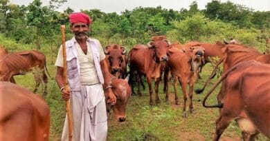 Government also gives money to buy cow-buffalo, know the complete scheme, govt news, utility news, govt scheme