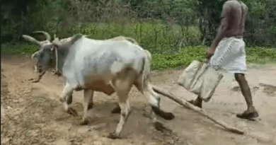 ग्राम पंचायतों का अजीबोगरीब फरमान, मुनादी करवाकर कहा- मवेशी खुला छोड़ा तो जुर्माने के साथ सरेआम मारेंगे जूते  3 The strange order of the gram panchayats, after making a declaration, said - if the cattle are left loose, they will be beaten publicly with a fine, gram panchayat, amazing news, MP news, Shahdol news