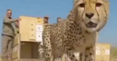 Death of female cheetah Tbilisi now in Kuno, death of cheetah, 9 lives so far, wild life news, kuno news, MP news