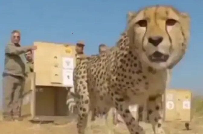 Death of female cheetah Tbilisi now in Kuno, death of cheetah, 9 lives so far, wild life news, kuno news, MP news