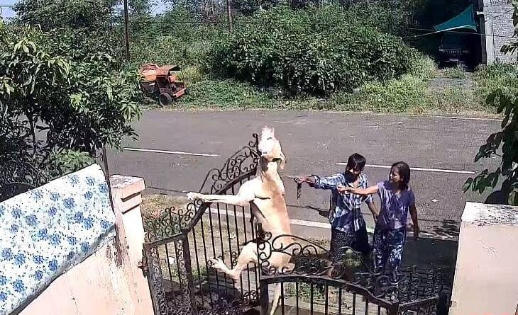 Dog trainer hanged dog in Bhopal, died in agony; Case against 3, Dog murder, bhopal updates, MP news, kalluram news, today updates, bhopal updates, dog trainer murderd dog