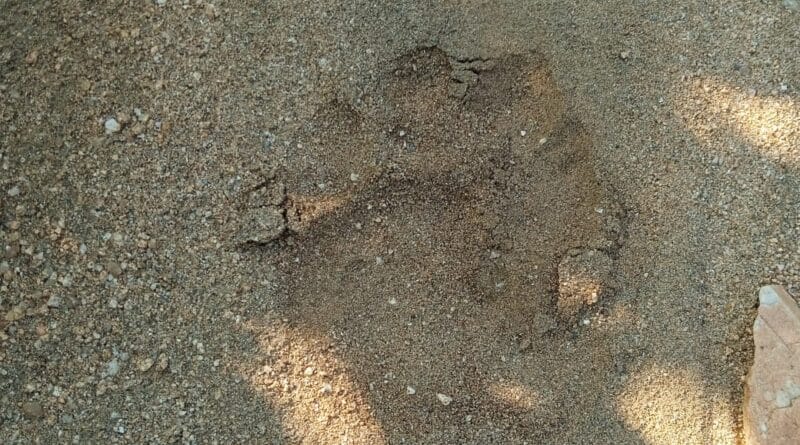 Lion hunted bull in Chhindwara; Forest officers' alert - villagers should not go out in the evening, chhindwada news, MP news, lion attack, wildlife news, today updates