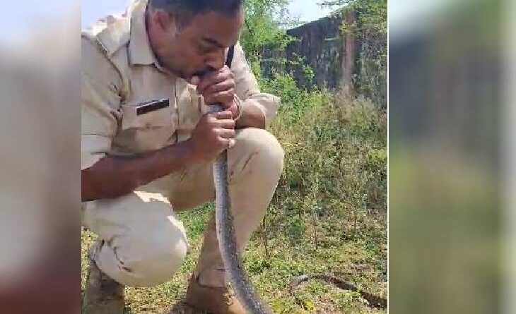 Constable saved snake's life by breathing through mouth, rat snake had become unconscious due to pesticide water, rat snake rescue, wild life news, kalluam news, MP police , MP news, narmadapuram police