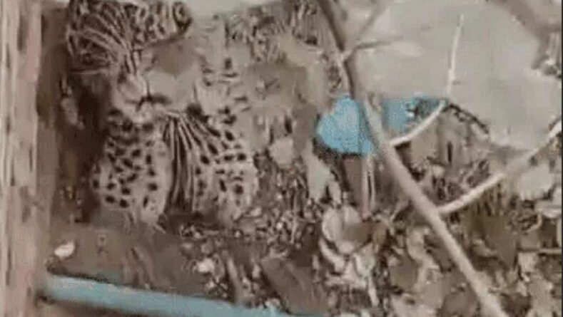 Leopard attacked railway employee in Ratlam, movement for two days, ratlam news, MP updates, kalluram news, leopard in ratlam, today updates