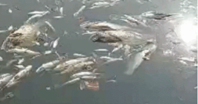 Hundreds of fish died in Ujjain's Shipra, died due to lack of oxygen due to stop dam blocking water, ujjain, kalluram news, fish dead in shipra river