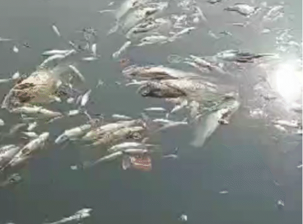 Hundreds of fish died in Ujjain's Shipra, died due to lack of oxygen due to stop dam blocking water, ujjain, kalluram news, fish dead in shipra river