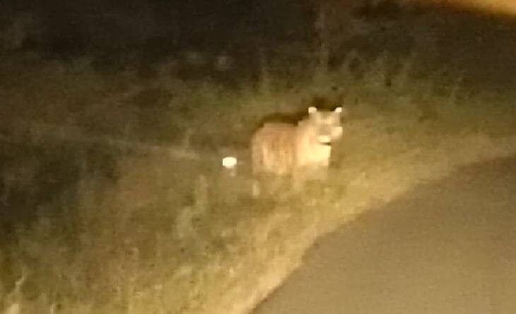 Tiger seen in Chhindwara Sillevani valley, passersby captured it on camera, chhindwara, MP news, wildlife news, forest department, kalluram news