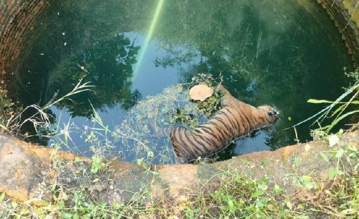 Tigress's body found in a well in Chhindwara, there was movement for 2 months, wildlife, forest department, kalluram news, lady tiger death, chhindwara