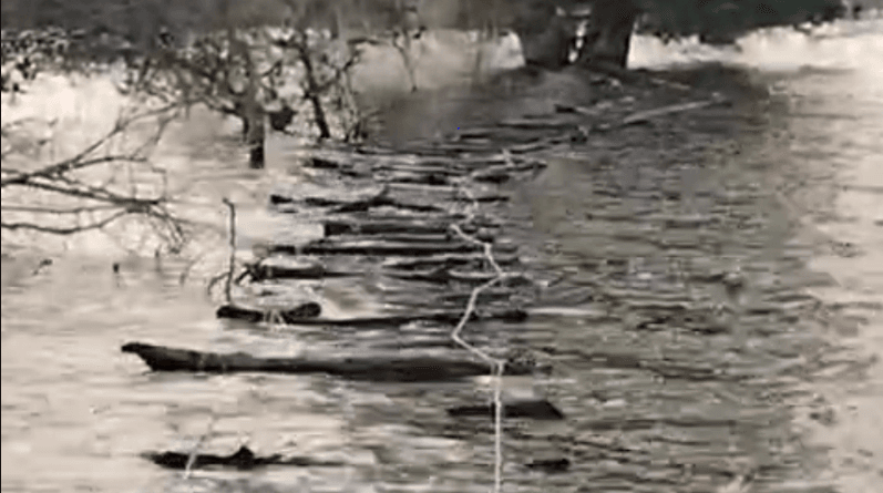 40 monkeys trapped on an island in Burhanpur for five months, 35 died of hunger and thirst; Now a bridge has been built to rescue the surviving monkeys, burhanpur, kalluram news, wild life, monkey trapped on tree, MP news, today updates, forest department