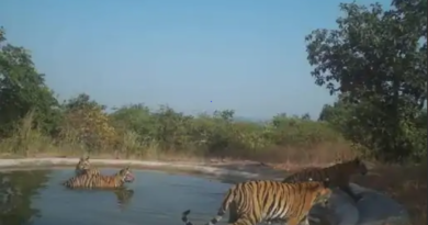 Movement of tiger near Kerwa Dam in Bhopal, officer said - Cubs of Tigress-123 are creating separate territory, kallura, news, tiger movement, bhopal, tiger movement in kerwa dam, bhopal forest department, wildlife