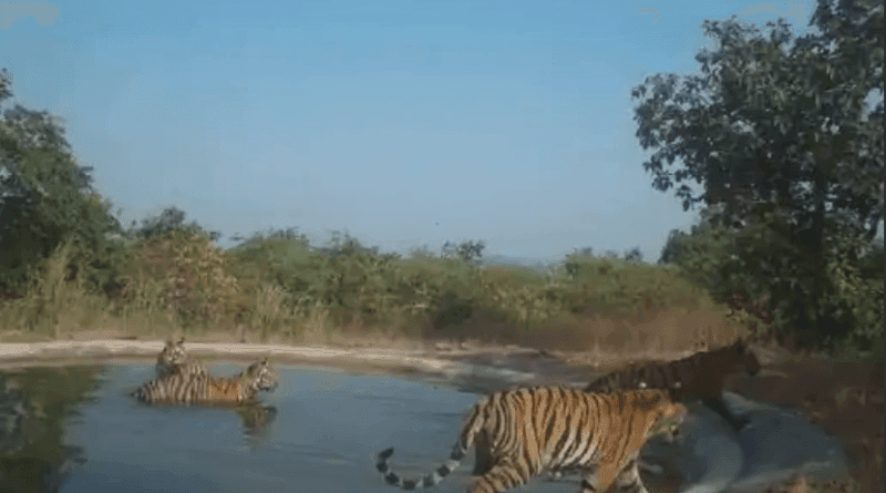 Movement of tiger near Kerwa Dam in Bhopal, officer said - Cubs of Tigress-123 are creating separate territory, kallura, news, tiger movement, bhopal, tiger movement in kerwa dam, bhopal forest department, wildlife