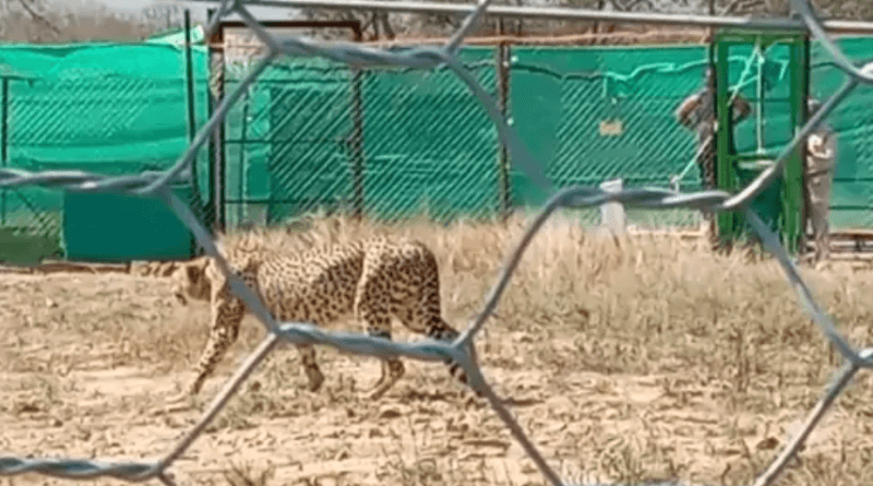 Before the Forest Festival in Kuno, two leopards were released into the forest, tourists will be able to see them from Monday, kuno, sheopur, kalluram news, cheetah, forest festival