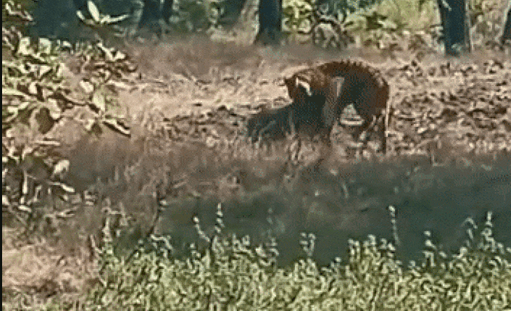 Tigress attacks wild boar, one and a half year old Trigress fails in hunting, STR, narmadapuram, tiger attacks on pig, kalluram news