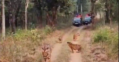 Royal family on walk in STR, Tigress fish and 3 cubs walked ahead of tourists' gypsy, STR, kalluram news, narmadapuram