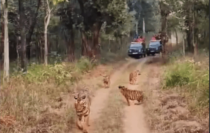 Royal family on walk in STR, Tigress fish and 3 cubs walked ahead of tourists' gypsy, STR, kalluram news, narmadapuram