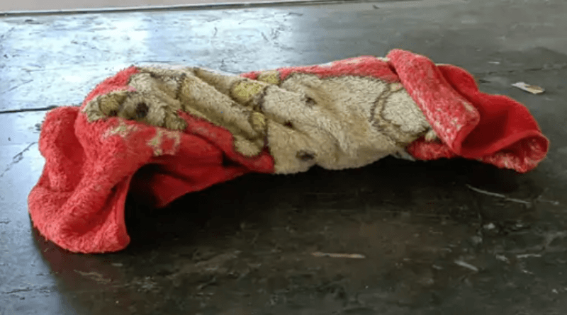 When the third son was born in Betul, he strangulated him, now the accused father wanted a daughter, Betul, kalluram news, father murder his son, crime