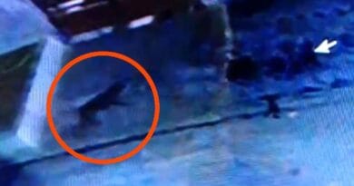 इंदौर में तेंदुए का मूवमेंट, TCS- इंफोसिस कैंपस के पास मिले पगमार्क; वन विभाग ने जारी किया अलर्ट 3 Movement of leopard in Indore, pug marks found near TCS-Infosys campus; Forest department issued alert, indore, leopard in indore, kalluram news, forest department