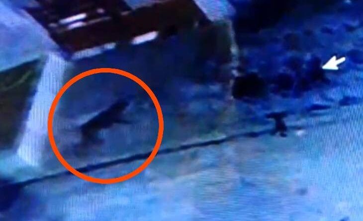 Movement of leopard in Indore, pug marks found near TCS-Infosys campus; Forest department issued alert, indore, leopard in indore, kalluram news, forest department