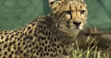 Bad news from Kuno, death of cheetah Shaurya brought from Namibia; 10 people have lost their lives so far, kuno news, cheeta sharya dead, today updates, Mp news, kalluram news, sheopur