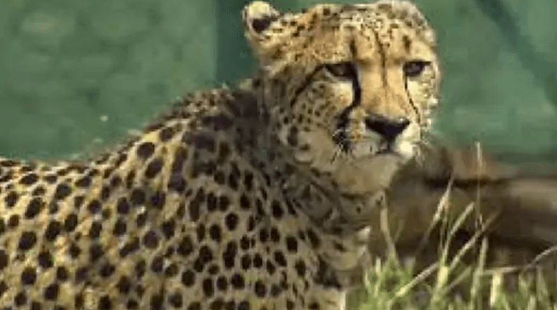 Bad news from Kuno, death of cheetah Shaurya brought from Namibia; 10 people have lost their lives so far, kuno news, cheeta sharya dead, today updates, Mp news, kalluram news, sheopur