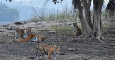 Tigress seen for the first time with three new guests in STR, STR, kalluram news, Tigress Mom, Narmadapuram, Wildlife