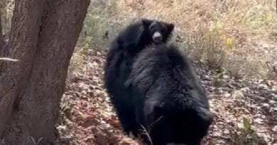 Baby bear having fun in Satpura, seen sitting on mother's back, then jumped and climbed a tree, Kalluram News, Satpura Tiger Reserve, Today Updates, Baby Bear Masti