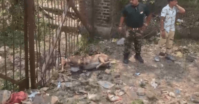 जबलपुर में डॉग ने किया हिरण पर अटैक, गेट में फंसकर मौत; पानी की तलाश में भटक कर आया था 5 Dog attacked deer in Jabalpur, it died after getting trapped in the gate; came wandering in search of water, Jabalpur, Kalluram News, Today Updates