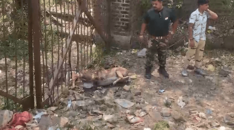 Dog attacked deer in Jabalpur, it died after getting trapped in the gate; came wandering in search of water, Jabalpur, Kalluram News, Today Updates