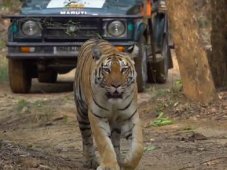 गर्मी में नदी किनारे ठंडक का ऐहसास, Pench Reserve में टाइगर फैमिली की शाही मस्ती 2 Feeling cool on the banks of river in summer, royal fun of Tiger family in Pench Reserve, Kalluram News, Forest News., Tiger Reserve, Wildlife News, Amazing