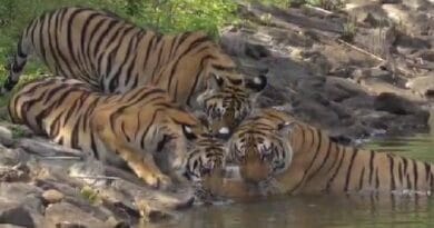 गर्मी में नदी किनारे ठंडक का ऐहसास, Pench Reserve में टाइगर फैमिली की शाही मस्ती 4 Feeling cool on the banks of river in summer, royal fun of Tiger family in Pench Reserve, Kalluram News, Forest News., Tiger Reserve, Wildlife News, Amazing