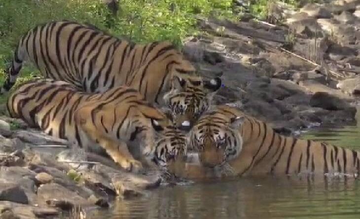 Feeling cool on the banks of river in summer, royal fun of Tiger family in Pench Reserve, Kalluram News, Forest News., Tiger Reserve, Wildlife News, Amazing