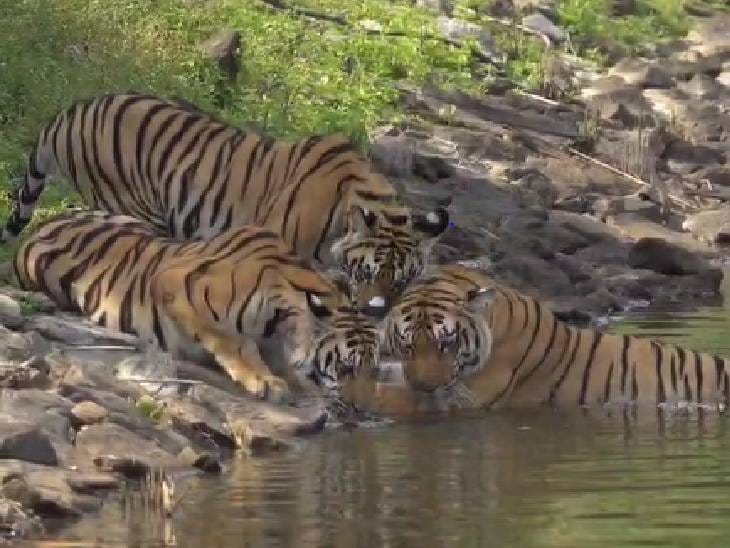 गर्मी में नदी किनारे ठंडक का ऐहसास, Pench Reserve में टाइगर फैमिली की शाही मस्ती 1 Feeling cool on the banks of river in summer, royal fun of Tiger family in Pench Reserve, Kalluram News, Forest News., Tiger Reserve, Wildlife News, Amazing