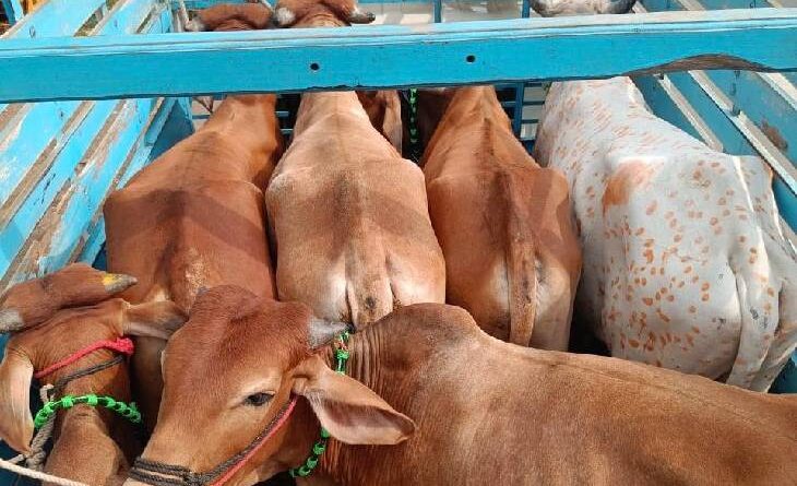 Police action against cattle smugglers in MP, one thousand people arrested in 6 months, 500 cases registered, MP News, Today Updates, Kalluram News, Police Action