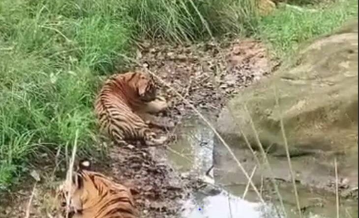 Tiger Family Spot on the banks of river getting relief from heat, gates of core zone of STR will be closed on 30th June, Kalluram News, Today Updates, STR, Tiger Family