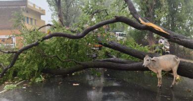 6 killed, 5 injured due to lightning; Heavy rain in 15 districts including Bhopal; Maximum 2.2 inches of water in Tikamgarh, MP Mausam, Kalluram News, Today Updates, Weather News