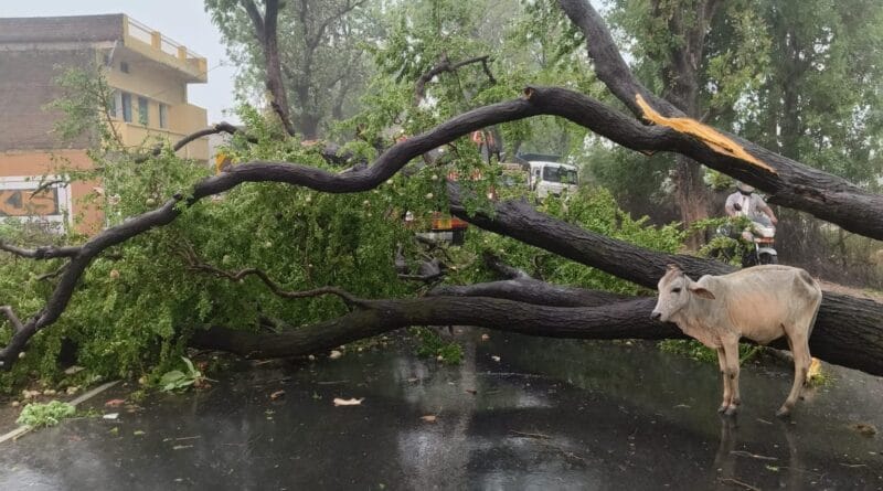 6 killed, 5 injured due to lightning; Heavy rain in 15 districts including Bhopal; Maximum 2.2 inches of water in Tikamgarh, MP Mausam, Kalluram News, Today Updates, Weather News