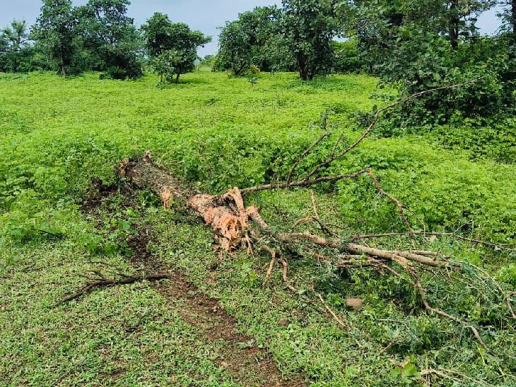 गुना में टू सीटर एयरक्राफ्ट क्रैश, टेस्ट फ्लाइट के लिए भरी थी उड़ान, दो पायलट घायल 3 Two seater aircraft crashes in Guna, took off for test flight, two pilots injured, Guna, Plane Crash, Kalluram News, Today Updates, Accident, Air Aviation