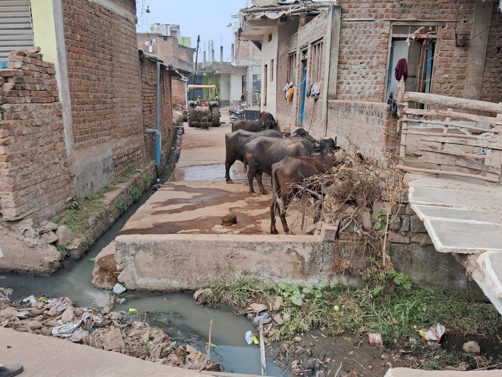 सड़क पर दबंगों का कब्जा, वाहन खड़े कर मवेशी भी बांधे; नतीजा, मंदिर जाने के लिए रास्ता नहीं 1 The road is occupied by bullies, vehicles are parked and cattle are tied; the result is no way to go to the temple