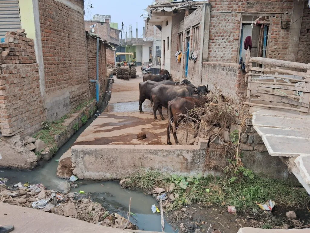 सड़क पर दबंगों का कब्जा, वाहन खड़े कर मवेशी भी बांधे; नतीजा, मंदिर जाने के लिए रास्ता नहीं 1 The road is occupied by bullies, vehicles are parked and cattle are tied; the result is no way to go to the temple